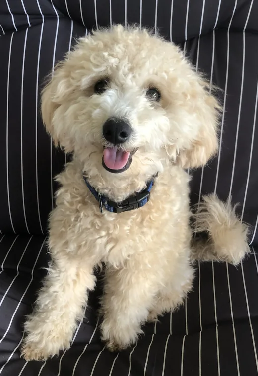Ziggy, the real apricot Toy Poodle who inspired Toy Poodle Hub