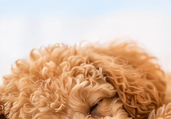 Apricot Toy Poodle sleeping on a cosy blanket
