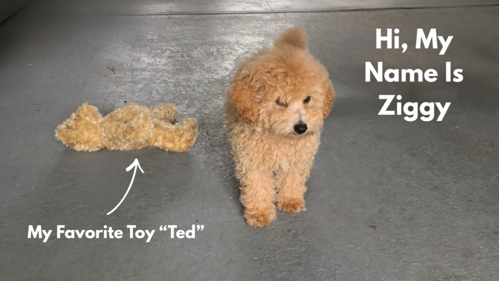 Toy Poodle Puppy Potty Training